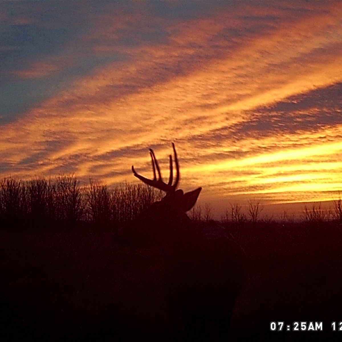 Trail Cams Rush Creek Guide Service Trail Cams Rush Creek Guide Service