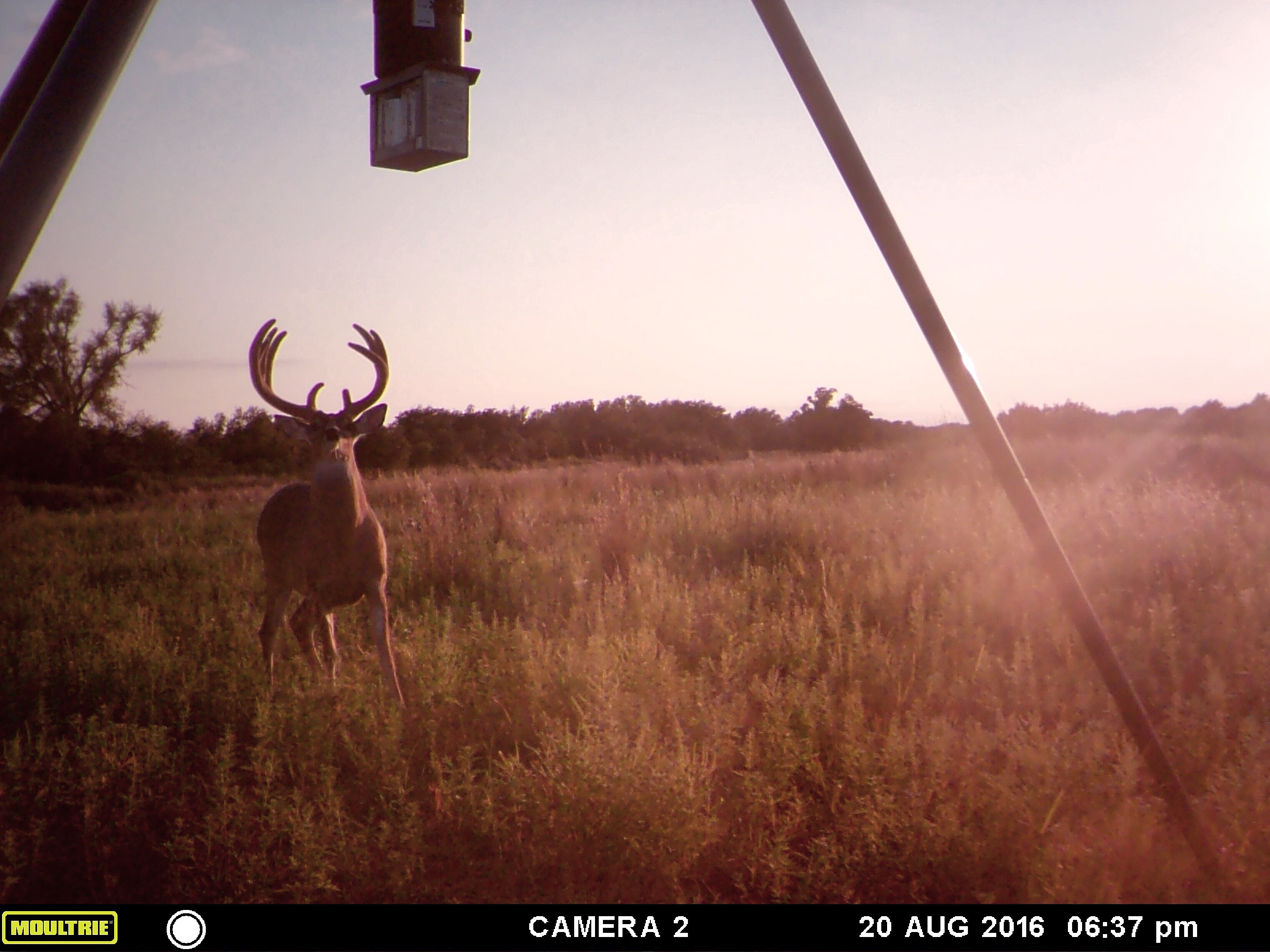 Trail Cams Rush Creek Guide Service Trail Cams Rush Creek Guide Service